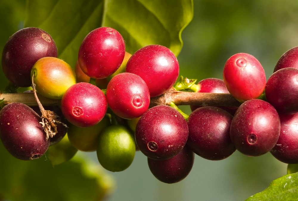 Onde o camu camu em pó pode ser usado?